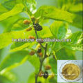 High Quality Mulberry Leaf Extract